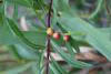 Euura viminalis